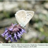 polyommatus daphnis daghestan male 1